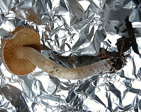 Inocybe 1 (cfr. Inocybe posterula)